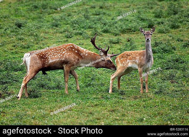 Persian fallow deer, dama mesopotamica, male and female