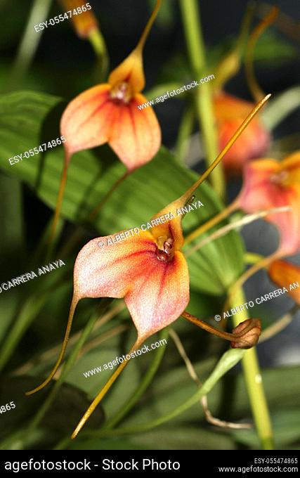 Tropical Orchid, Orchidaceae, Amazonia, Ecuador, America
