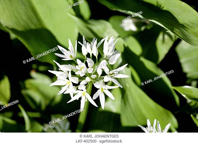 Flowering wild garlic, Allium ursinum, Wild plant, Herbs, Nature