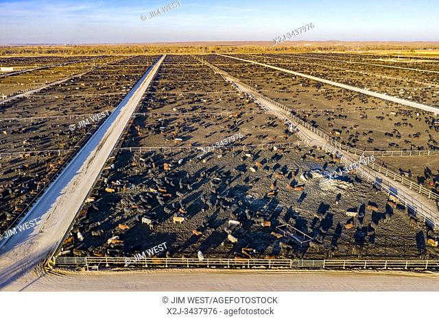 Kersey, Colorado - A cattle feedlot operated by Five Rivers Cattle. This feedlot has a capacity of 98, 000 cattle. The company feeds nearly a million cattle at...
