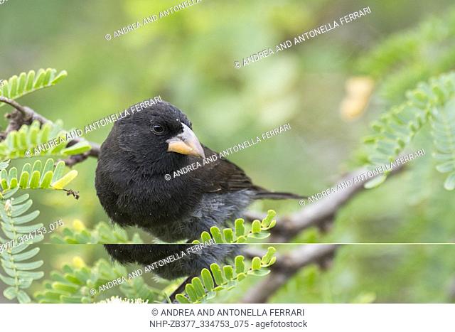 Small Ground Finch, Geospiza fuliginosa, male, Isla Floreana, Galapagos archipelago, Ecuador