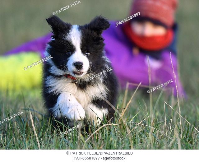Ten-year-old girl Amy from Sieversdorf, watches on as Tilda, a nine-week-old Border Collie puppy, runs through a field in Sieversdorf, Germany, 16 December 2016
