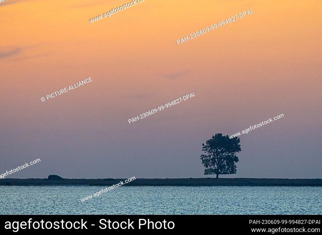 09 June 2023, Schleswig-Holstein, Maasholm: A tree stands at sunrise in the village of Maasholm on the waters of the Schlei, an inlet of the Baltic Sea