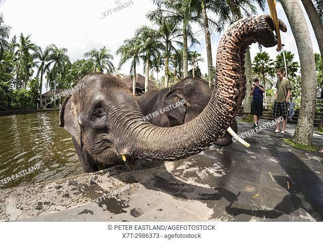 Tourists feeding rescued Sumatran elephants at the Elephant Safari Park at Taro, Bali, Indonesia