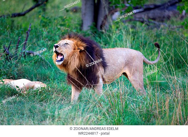 Roaring male lion