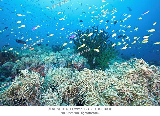 Coral gardens and reef fish at Napantao Sanctuary in Southern Leyte, Philippines