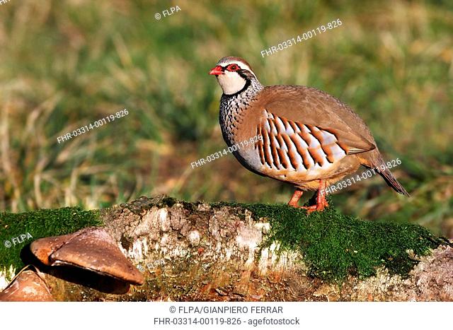 Red-legged Partridge Alectoris rufa adult, standing on moss covered log with bracket fungus, Leicestershire, England, december