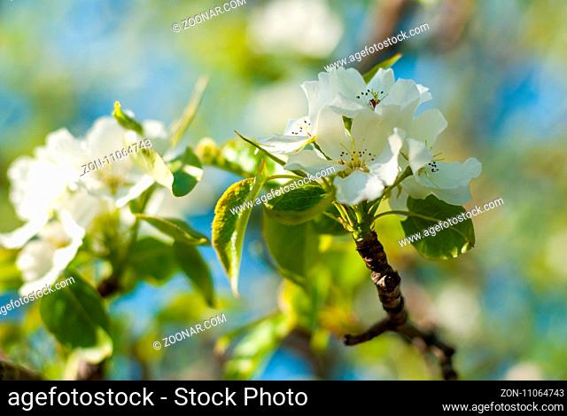 Blossoming apple branch in the spring garden. selective focus macro shot with shallow DOF