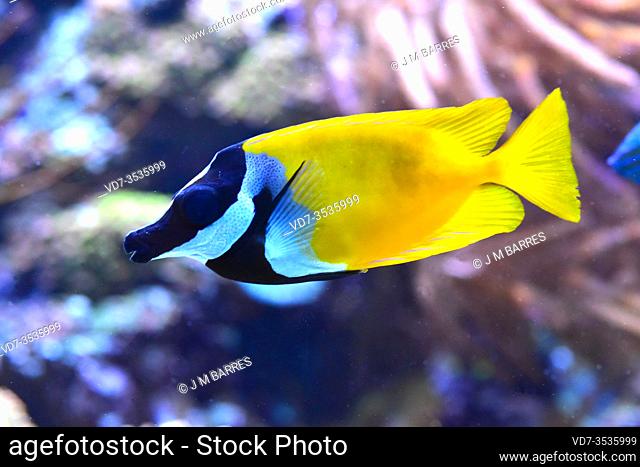Foxface rabbitfish (Siganus vulpinus) is a marine fish native to tropical western Pacific Ocean