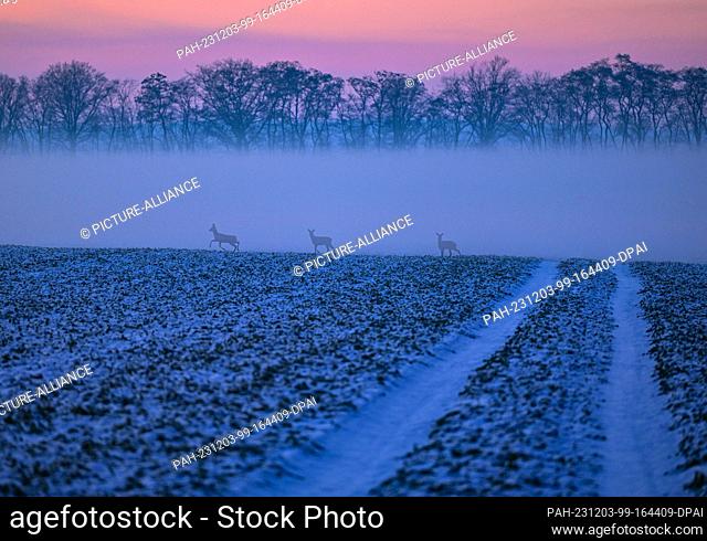 01 December 2023, Brandenburg, Lietzen: The evening sky glows at sunset over a field where deer are also grazing. The cold of minus ten degrees Celsius causes...
