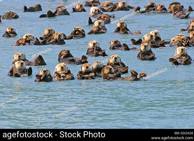 Sea otter (Enhydra lutris), Otter, Marten, Predators, Mammals, Animals, Sea Otter Raft of more than fifty, Prince William Sound, utricularia ochroleuca (U