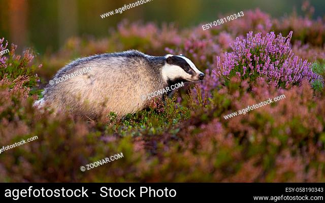 Curious european badger, meles meles, looking aside from profile view on blooming heathland in summer. Adorable mammal with little black eyes animal sniffing in...