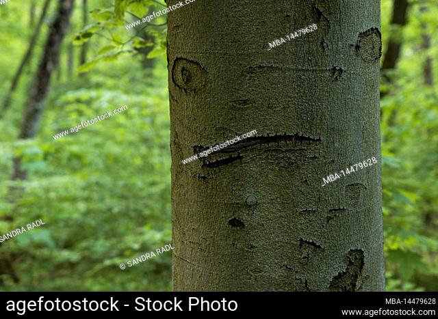 Tree face, copper beech forest, Hainich National Park, UNESCO World Natural Heritage Site Ancient Beech Forests, Germany, Thuringia