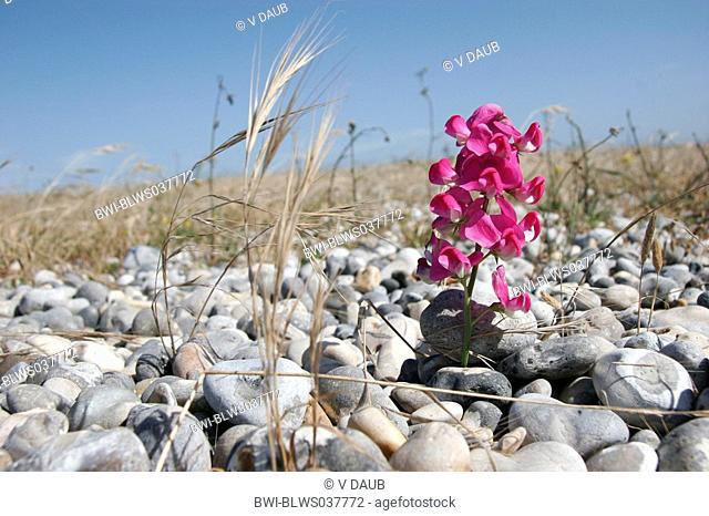 inflorescence of Lathyrus plugged in pebbles, France, Picardie