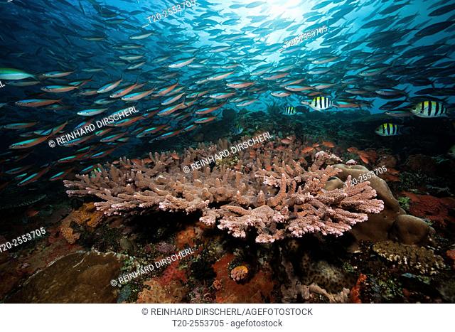 Neon Fusiliers over Coral Reef, Pterocaesio tile, Komodo National Park, Indonesia