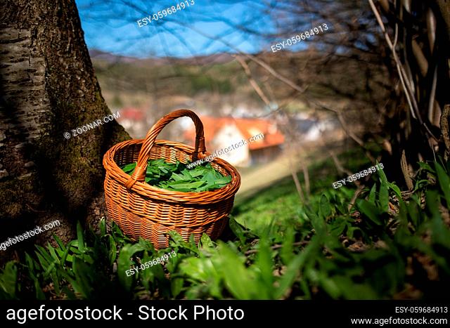 Basket full of bear garlic next to the tree with village in background. Wild green herb in wooden container in forest. Harvesting eadible plant in woodland