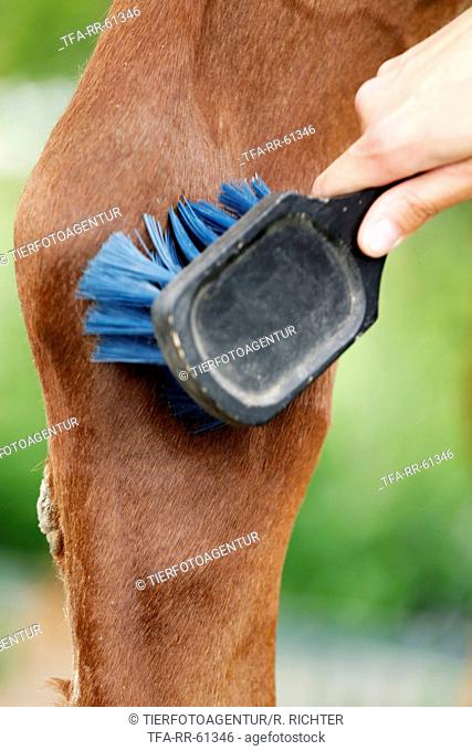 cleaning horse