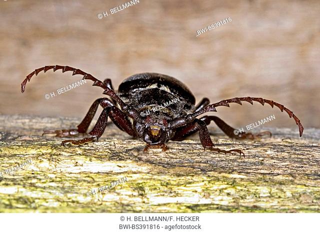 Prionus longhorn beetle, Greater British longhorn, The tanner, The sawyer (Prionus coriarius), male, Germany