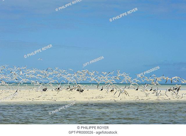 TERNS, PELICANS AND CORMORANTS ON THE ISLAND OF HOLBOX, CANCUN, MEXICO, NoRTH AMERICA