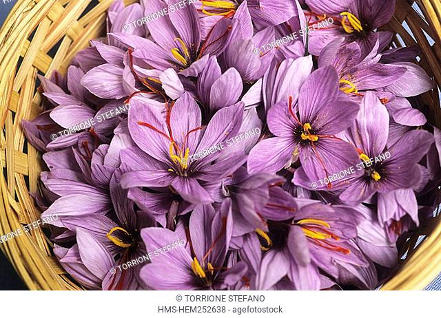 Italy, Abruzzo, Castelnuovo, La Cabina Restaurant, Crocus sativus flowers where saffron is extracted