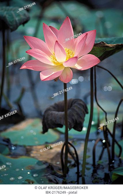 Lotus (Nelumbo), Vembanad Lake, Kerala, South India, India, Asia