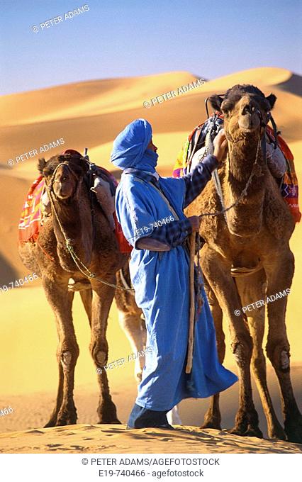 Man and camels in desert, Morocco