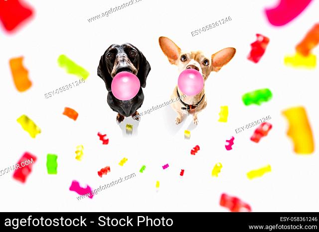 team group row of dog eating candies full of gummy bears flying around , isolated on white background