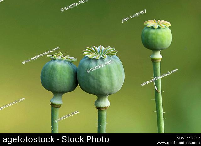 green seed capsules of ornamental poppy (Papaver), on one capsule sits a small grasshopper, Germany