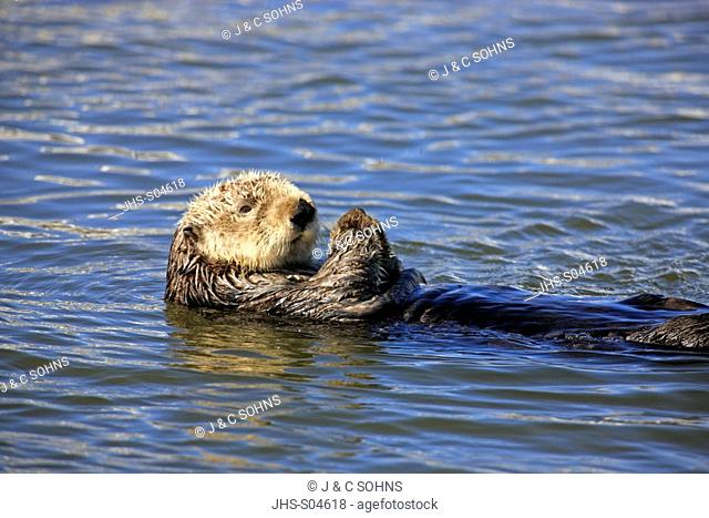 Sea Otter, Enhydra lutris, Monterey, California, USA, adult female in water