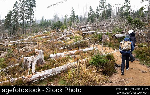 19 October 2021, Lower Saxony, Oderteich: Hikers walk between spruce forests destroyed by the bark beetle around the Oderteich dam in the Harz National Park