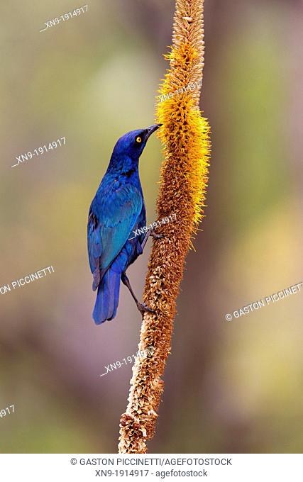 Cape Glossy Starling Lamprotornis nitens, on the Skirt Aloe Aloe alooides, Kruger National Park, South Africa