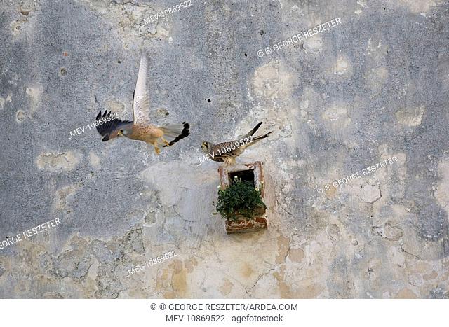 Adult male and female Lesser Kestrel at nest site (Falco naumanni). Tarifa Spain