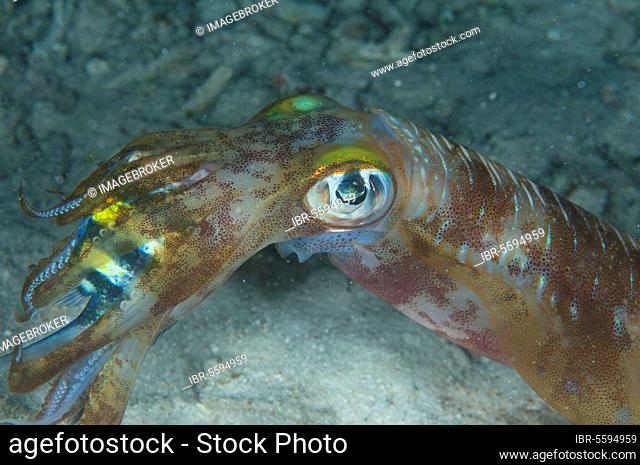 Adult feeding bigfin reef squid (Sepioteuthis lessoniana), with Indo-Pacific sergeant (Abudefduf vaigiensis) indo-pacific sergeant prey in tentacles at night