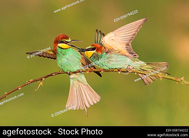 Two european bee-eaters, merops apisater, fighting on a perch. Pair of colorful birds in conflict. Wild animals in dispute, harming each other