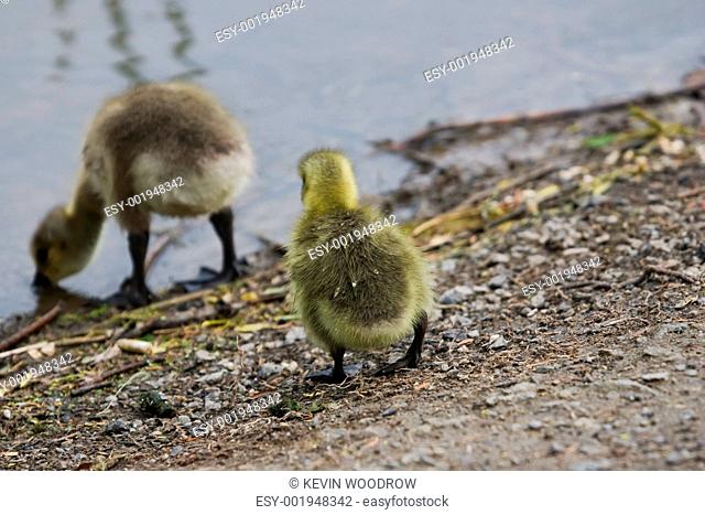 Goslings by the water