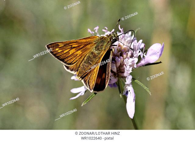 Ochlodes venatus, Large Skipper butterfly