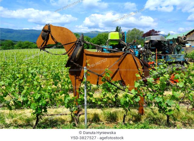 Winery historic machines (with model of the most historic machine - horse in foreground) shown during 'Caves ouvertes' annual event when vineyards and cellars...