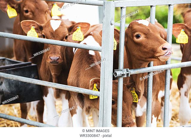 Group of Guernsey calves in a metal pen on a farm