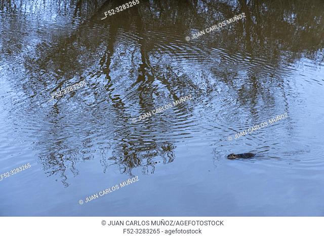 COYPU - COIPU (Myocastor coypus), Réserve naturelle nationale Marais d'Orx, Labenne, Landes, Nouvelle-Aquitaine, France, Europe