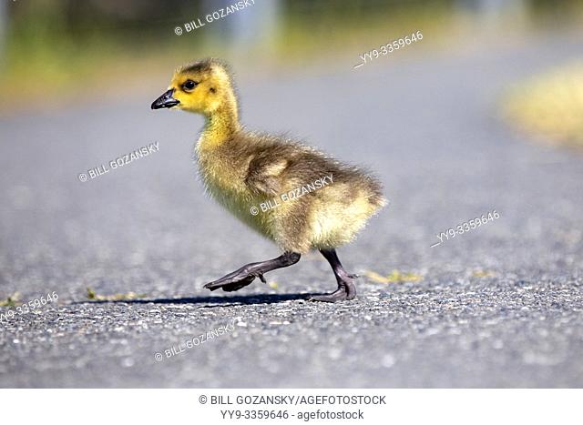 Canada goose gosling (Branta canadensis) - West Bay Walkway - Victoria, Vancouver Island, British Columbia, Canada