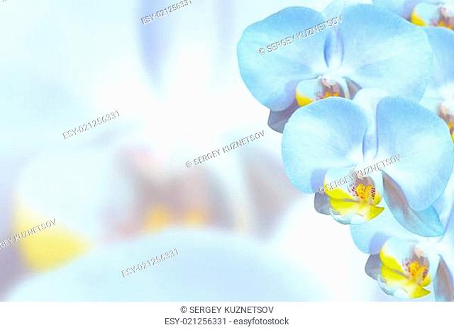 Delicate orchids with blue flowers