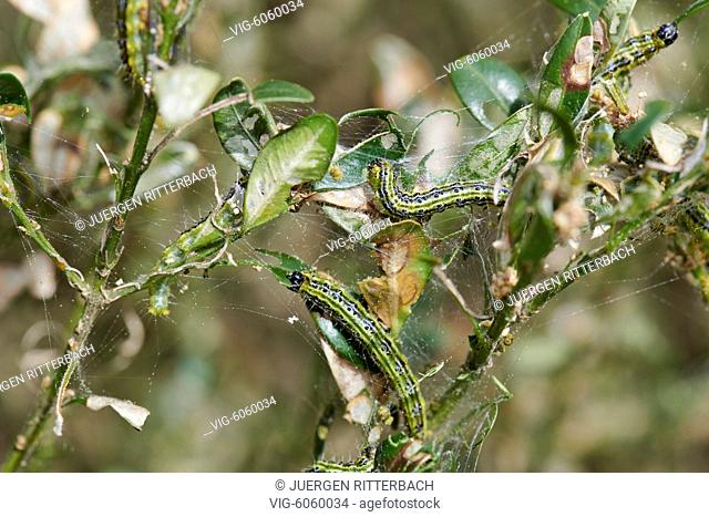 Close up of green caterpillars on a branch, larva of the box tree moth (Cydalima perspectalis), invasive species, vermin destroys gardens and parks