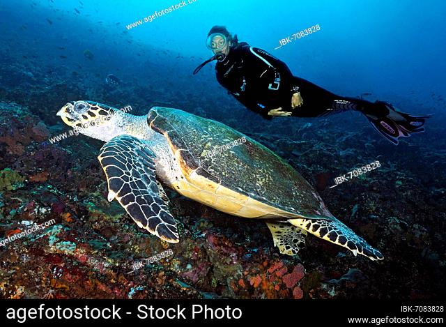 Diver looking at large Hawksbill sea turtle (Eretmochelys imbricata), Komodo, Flores, Indonesia, Asia