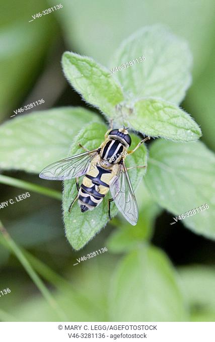 Helophilus trivittatus, a migratory hoverfly, is widespread in Palaearctic ecozone of Asia, in Europe and in North America