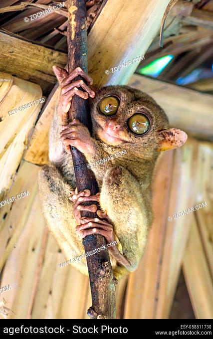 Tarsier with big eyes on a branch in ah hut in Bohol, Philippines, Asia, vertical