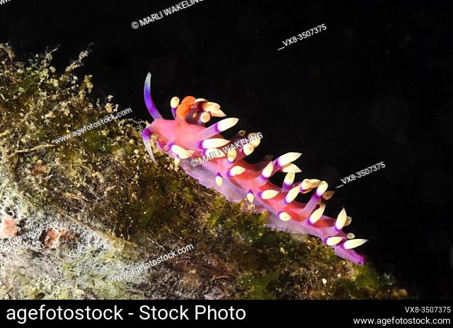 sea slug or nudibranch, Coryphellina exoptata, Lembeh Strait, North Sulawesi, Indonesia, Pacific