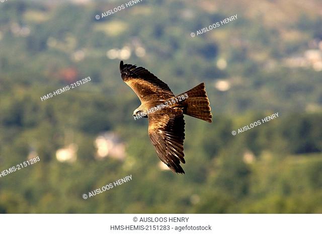 Black Kite (Milvus migrans), in flight