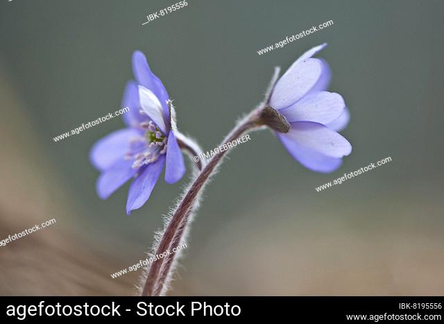 Liverwort (Hepatica nobilis), Tyrol, Austria, Europe