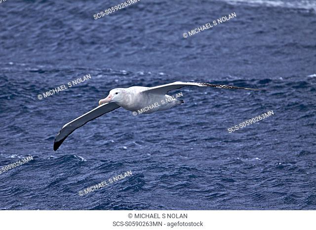 Wandering albatross Diomedea exulans on the wing in the Drake Passage between the tip of South America and the Antarctic Peninsula
