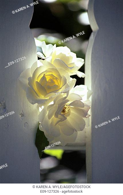 White roses with sun behind, peeking through white wood fence